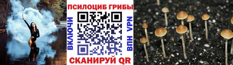 сайты даркнета как зайти  Сухой Лог  Галлюциногенные грибы Psilocybine cubensis 